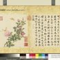 清_蒋廷锡_蒋廷锡张照书画合璧册　月季披秀_0